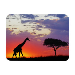 Giraffe bei Sonnenaufgang silhouettiert, Giraffa Magnet