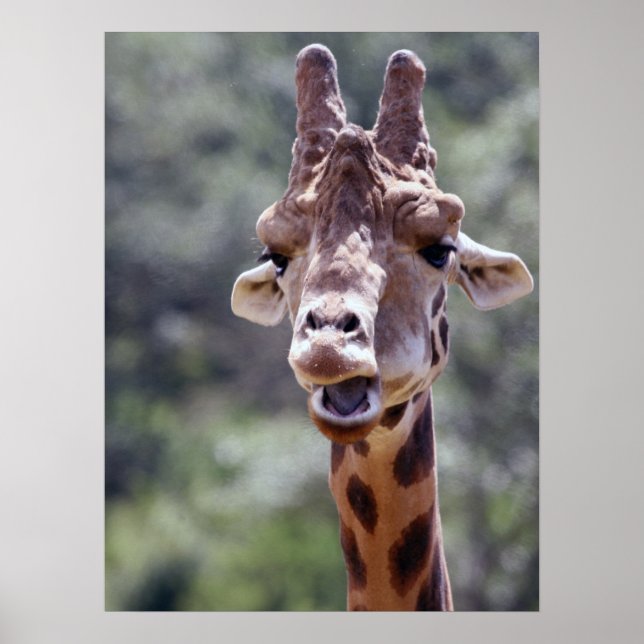 Giraffe Closeup Poster (Vorne)
