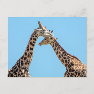 Giraffe Couple Portrait Against a Blue Sky Postkarte