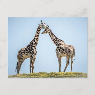 Giraffe Couple Portrait Against a Blue Sky Postkarte