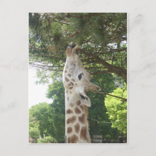 Giraffe, die Blatt isst Postkarte