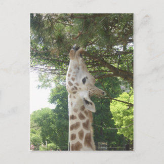 Giraffe, die Blatt isst Postkarte