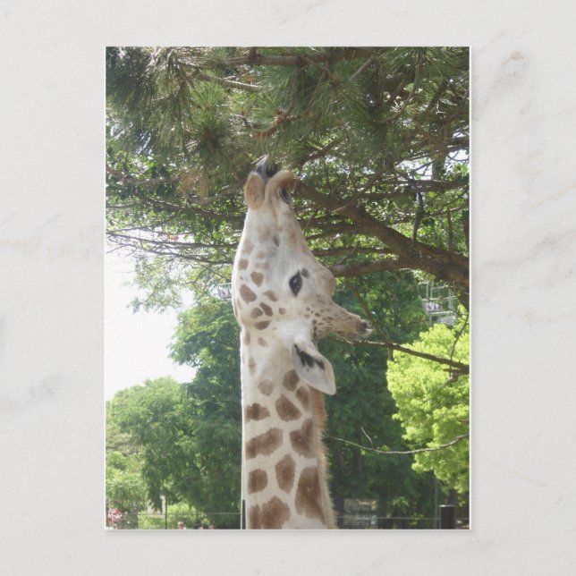 Giraffe, die Blatt isst Postkarte (Vorderseite)