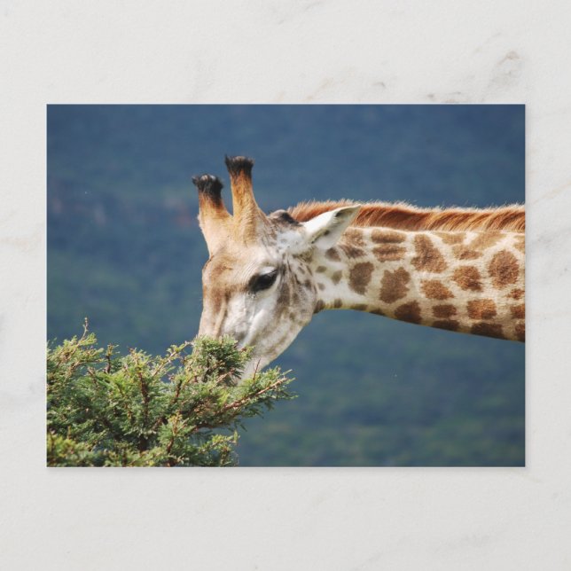 Giraffe, die einiges Blätter isst Postkarte (Vorderseite)