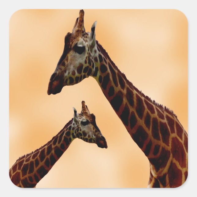 Giraffe doppelte Schwierigkeit, Quadratischer Aufkleber (Vorderseite)