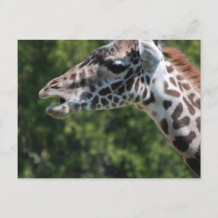 Giraffe Eating Postcard Postkarte