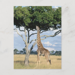 Giraffe Eating Postkarte