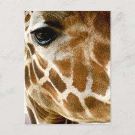 Giraffe Face Closeup | Foto wild lebende Tiere Postkarte
