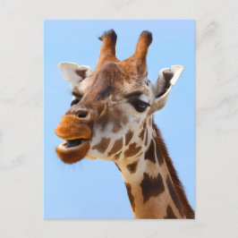 Giraffe Face Nah-up Fotografie Postkarte