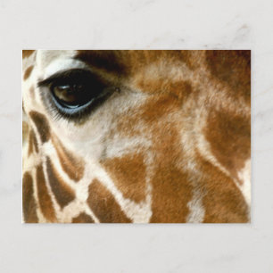 Giraffe Face   Zoo Wilde Tiere Natur Foto Postkarte