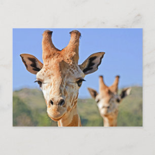 Giraffe Faces Nah Postkarte