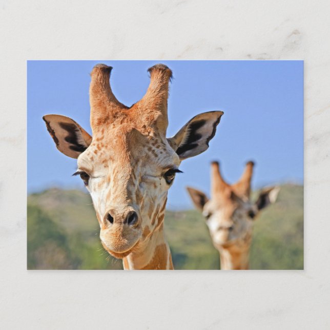 Giraffe Faces Nah Postkarte (Vorderseite)