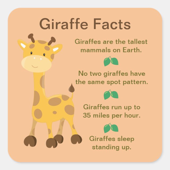 Giraffe Facts Quadratischer Aufkleber (Vorderseite)