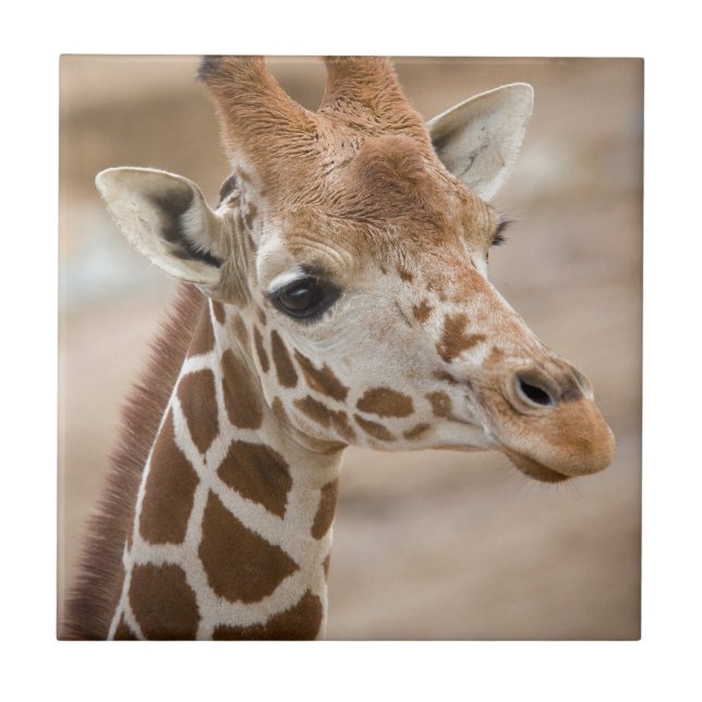 Giraffe Fliese (Vorderseite)
