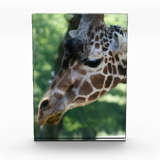 Giraffe Foto Block