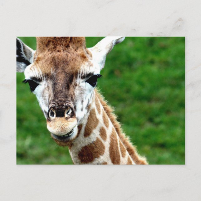 Giraffe Foto Postkarte (Vorderseite)
