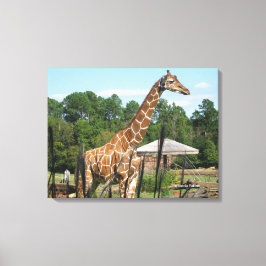 Giraffe Foto Rhonda Patton Canvas Print Leinwanddruck