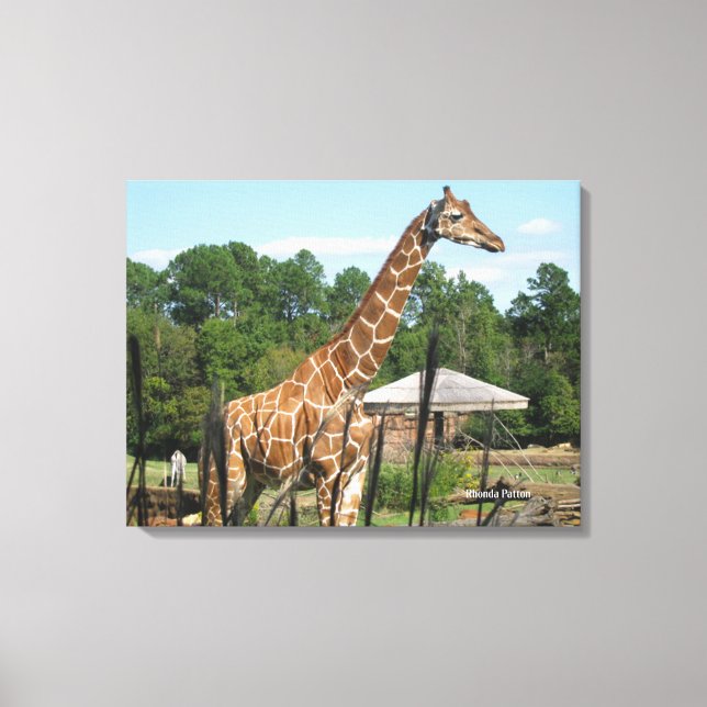 Giraffe Foto Rhonda Patton Canvas Print Leinwanddruck (Vorderseite)