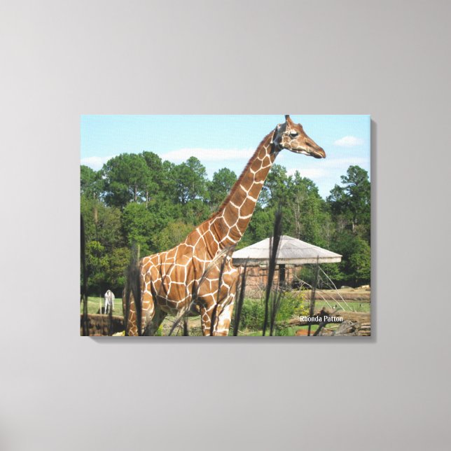 Giraffe Foto Rhonda Patton Canvas Print Leinwanddruck (Vorderseite)