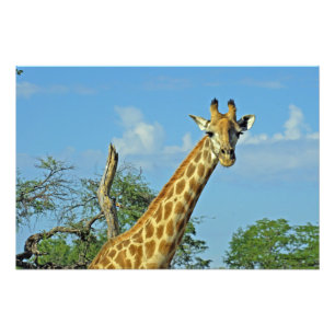 GIRAFFE FOTODRUCK