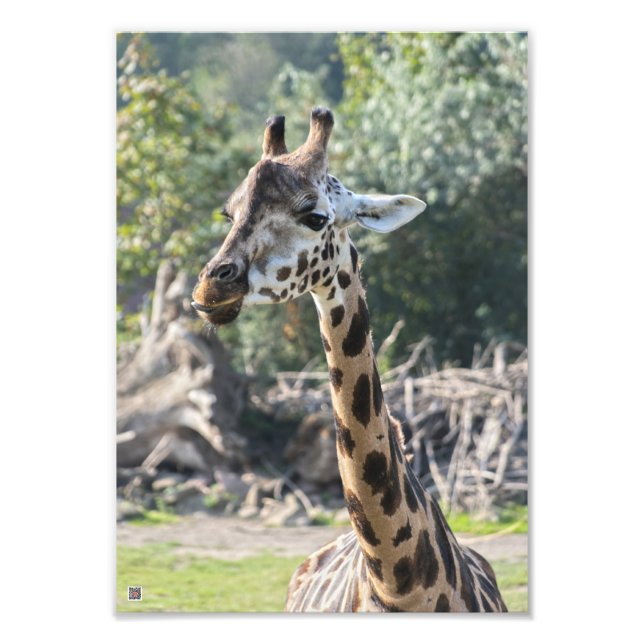 Giraffe Fotodruck (Vorne)