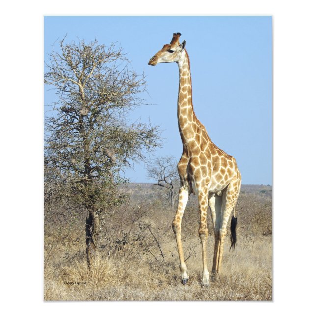 GIRAFFE FOTODRUCK (Vorne)