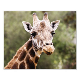 Giraffe Fotodruck