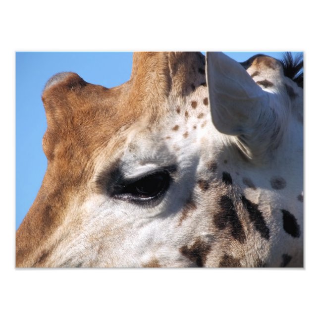 GIRAFFE FOTODRUCK (Vorne)