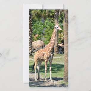 Giraffe-Fotokarte