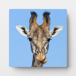 Giraffe Fotoplatte