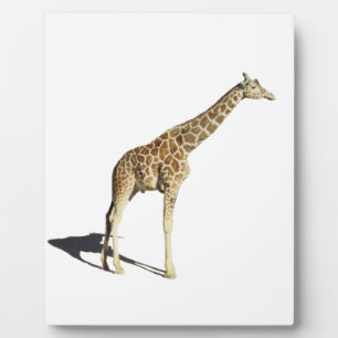 Giraffe Fotoplatte