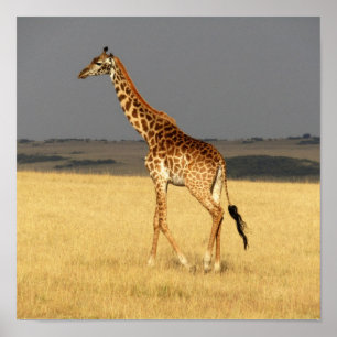 Giraffe für Afrikanische Tiere Poster