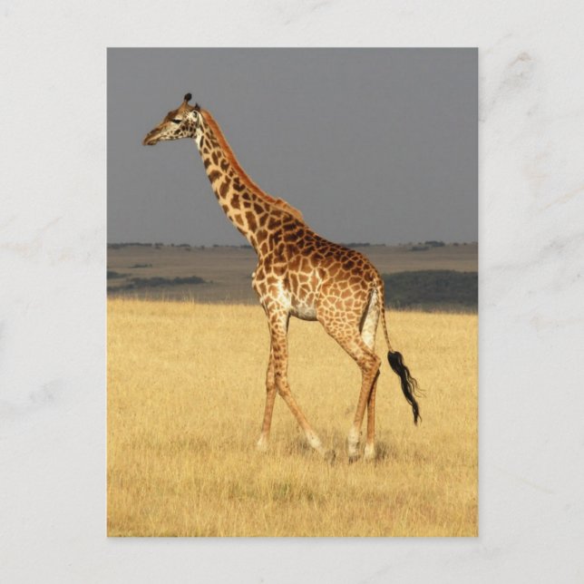 Giraffe für Afrikanische Tiere Postkarte (Vorderseite)