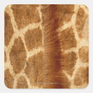 Giraffe Fur Quadratischer Aufkleber