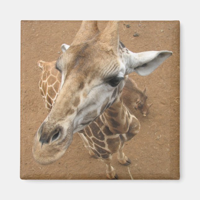 Giraffe Gaze Magnet (Vorne)