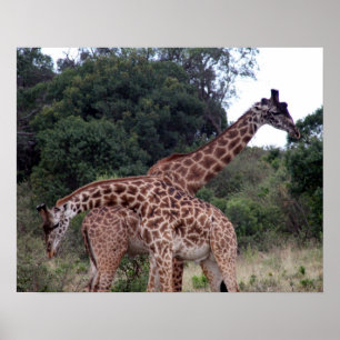 Giraffe gekreuzt poster
