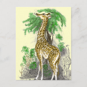Giraffe Geschenke Postkarte