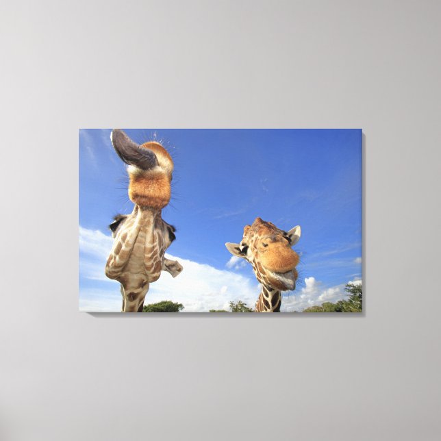 Giraffe (Giraffa camelopardalis) 2 Leinwanddruck (Vorderseite)