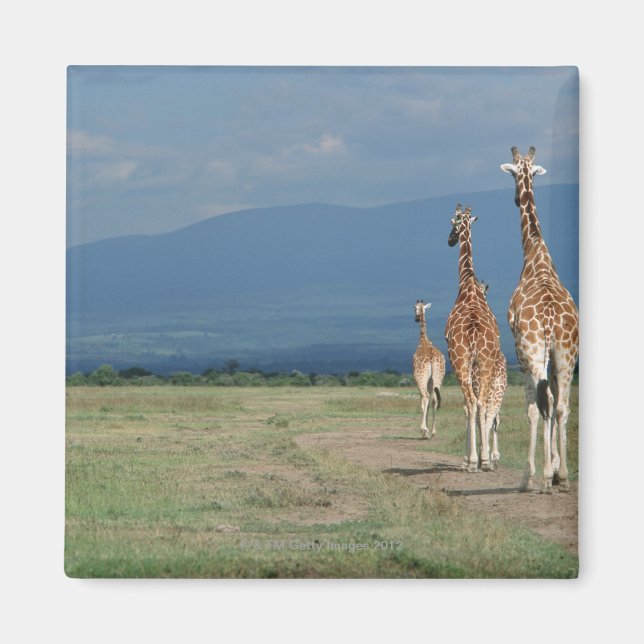 Giraffe (Giraffa camelopardalis) 2 Magnet (Vorne)
