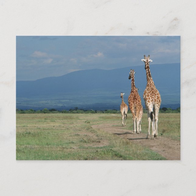 Giraffe (Giraffa camelopardalis) 2 Postkarte (Vorderseite)