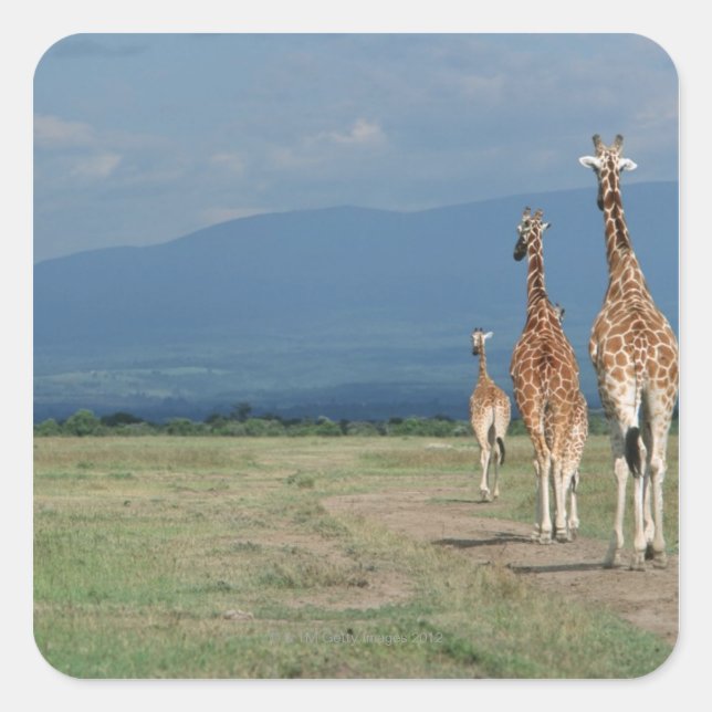 Giraffe (Giraffa camelopardalis) 2 Quadratischer Aufkleber (Vorderseite)