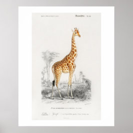 Giraffe (Giraffa camelopardalis) Abbildung  Poster