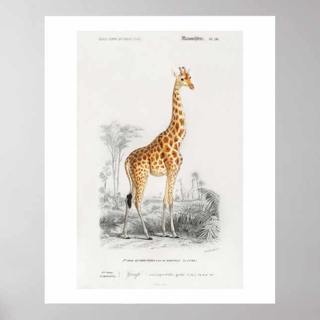 Giraffe (Giraffa camelopardalis) Abbildung  Poster (Vorne)