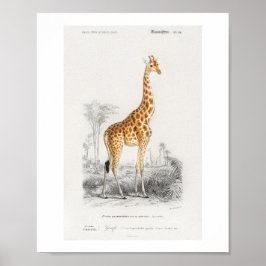 Giraffe (Giraffa camelopardalis) Abbildung  Poster