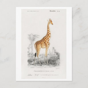 Giraffe (Giraffa camelopardalis) Abbildung Postkarte