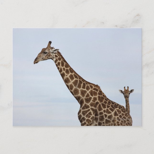 Giraffe (Giraffa camelopardalis), Chobe National Postkarte (Vorderseite)