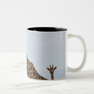 Giraffe (Giraffa camelopardalis), Chobe Zweifarbige Tasse