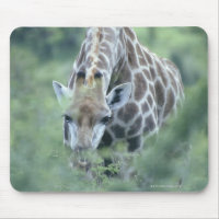 Giraffe (Giraffa camelopardalis), fütternd auf