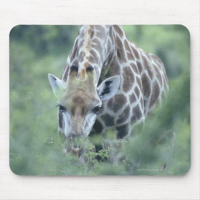 Giraffe (Giraffa camelopardalis), fütternd auf Mousepad (Vorne)