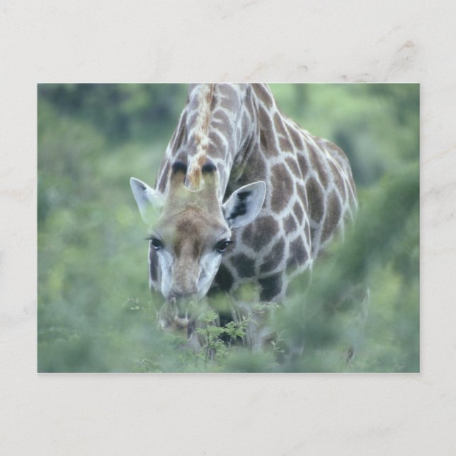 Giraffe (Giraffa camelopardalis), fütternd auf Postkarte (Vorderseite)